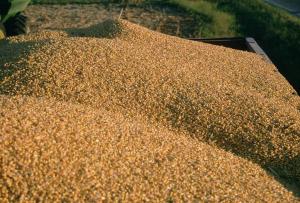 PIle of Grain
