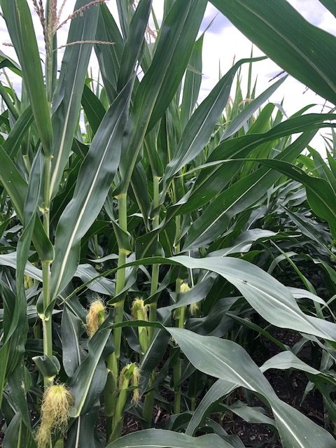 corn tasseling