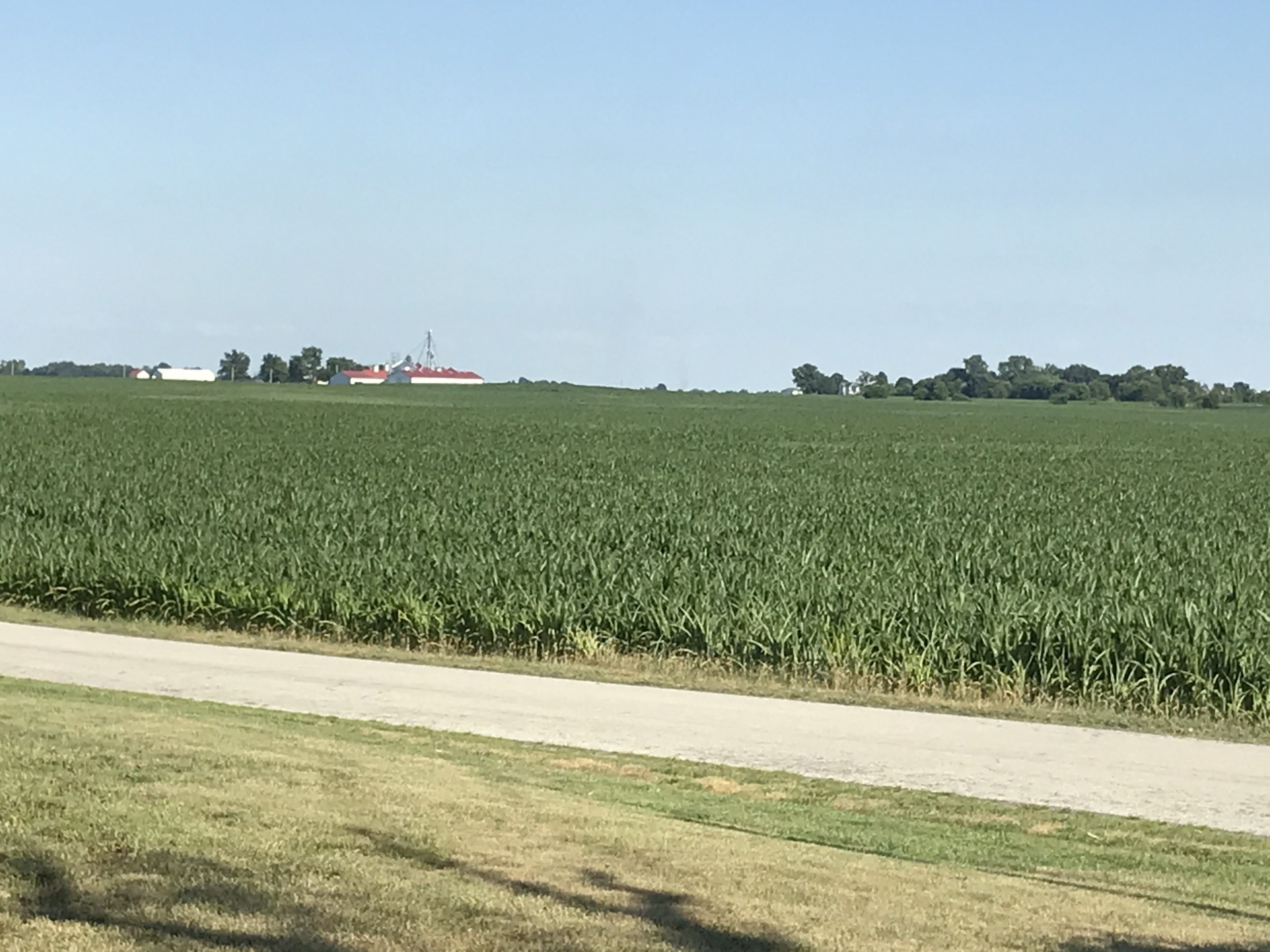 corn field