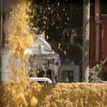 Grain Photo